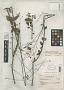 Hyptis perplexa Epling
