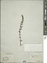 Hyssopus officinalis L.