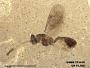 Ichneumonidae