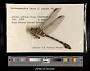 Ictinogomphus ferox