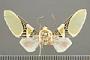 Idalus herois