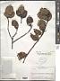 Ilex amazonensis Edwin