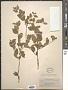 Ilex ambigua Chapm.