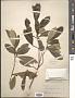 Ilex cassine L.