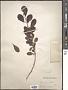 Ilex decidua Walter
