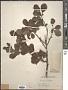 Ilex decidua Walter