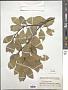 Ilex integra Thunb.