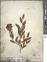Ilex laevigata (Pursh) A. Gray