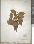 Ilex opaca Aiton