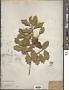 Ilex opaca Aiton