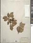 Ilex opaca Aiton