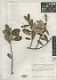 Ilex savannarum Wurdack