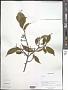 Ilex sp.