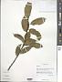Ilex sp.