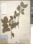 Ilex sp.