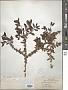 Ilex vomitoria Aiton