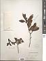 Ilex vomitoria Aiton