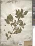 Ilex vomitoria Aiton