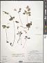 Impatiens appendiculata Arn.