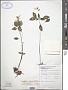 Impatiens appendiculata Arn.
