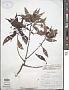 Impatiens cuspidata Wight & Arn.