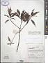 Impatiens cuspidata Wight & Arn.