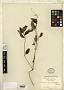 Impatiens microstachys Hook. f.