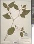 Impatiens pallida Nutt.