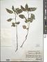 Impatiens parviflora DC.