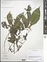 Impatiens sp.