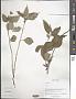 Impatiens sp.