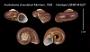 Incidostoma chocolatum