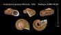 Incidostoma jacksoni