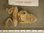 Incilius canaliferus