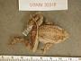 Incilius canaliferus