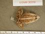 Incilius canaliferus