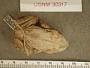 Incilius canaliferus