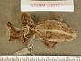 Incilius canaliferus