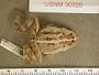 Incilius canaliferus