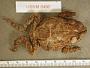 Incilius coccifer