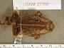 Incilius marmoreus