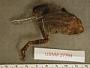 Incilius marmoreus