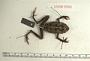 Incilius melanochlorus