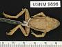Incilius occidentalis
