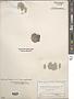 Indet. sp.