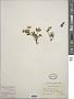 Indet. sp.