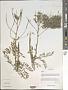 Indigofera sp.