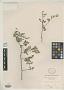 Indigofera wilsonii Craib
