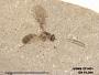 Insecta