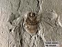 Insecta
